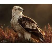 5D Diamond Painting áGuila Diamond Painting Adultos 60x40cm 4-XN1U8