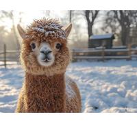 5D Diamond Painting Alpaca Diamond Painting Kit 40x30cm E-ON8NK