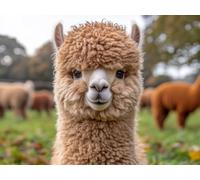 5D Diamond Painting Alpaca Diamond Painting Kit 80x50cm D-F0MNA
