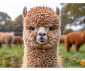 5D Diamond Painting Alpaca Diamond Painting Kit 80x50cm D-F0MNA