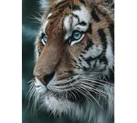5D Diamond Painting Animal, Diamond Painting Adultos Tigre, Cuadro Diamante Accesorios Kits, DIY Dibujos con Diamantes Art Kit Manualidades Adultos, Primavera Decoracion, Regalo Mujer, 30x40cm N-1654
