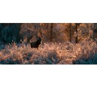 5D Diamond Painting Animal, Planta Diamond Painting Adultos, DIY Punto de Cruz Cuadro Diamantes Kits, 5D Manualidades Adultos, Pintura de Diamante, Decoracion Habitacion, Regalo Hombre, 70x40cm 1-2161