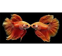 5D Diamond Painting Kit Completo animal,Pintura Diamante pez Diamond Art Manualidades Adultos Regalo Niños,DIY Punto de Cruz Bordado Cuadro Diamantes para Decoración de Hogar Regalos 50 x 100 cm L-911