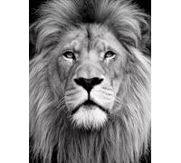 5D Diamond Painting LeóN, Diamond Painting Adultos Animal, Cuadro Diamante Accesorios Kits, DIY Dibujos con Diamantes Art Kit Manualidades Adultos, Primavera Decoracion, Regalo Mujer, 30x40cm 8-2393