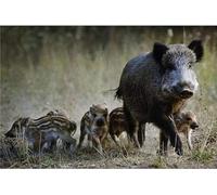 5D DIY Diamond Painting Jabalí Kit Completo, Bordado Punto de Cruz Rhinestone Artes Cuadros Diamantes Pintura para Niños Adultos perfecto Relajación y Decor de la pared del hogar 30x60cm U-584