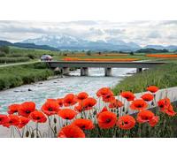 5D Flor Diamond Painting Adultos Kit, DIY Planta Pintura de Diamantes, Diamond Painting Niños Kit, Cristal Pintura De Diamante Manualidades a mano Para Decoración De Pared Del Hogar 70x90cm -37320