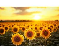 5D Girasol Diamond Painting Art, Atardecer Diamante Kit Manualidades Adultos, Diamond Painting Niños Kit, Cristal Bordado Punto de Cruz Pintura de Diamante, Para Decoración Del Hogar 70x90cm -37243