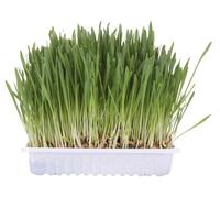 5er Pack Trixie hierba para gatos en cuencos, 5 x 100 g