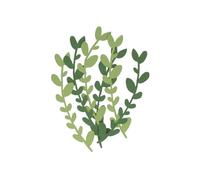 6 hojas de papel de salvia alpina