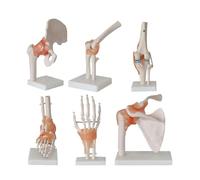 6-Piece Human Joint Model Set - Anatomical Skeleton Models for Healthcare applications Education, Including Foot, Hip, Knee, Shoulder, and Elbow Joints