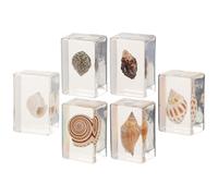 6 Piezas Especímenes Marinos de Resina y Micro Escenario | Adorno Realista de Mesa, Display Decorativo, Pieza Educativa para Aula y Hogar Estilo Aleatorio