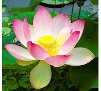 6 Semillas de Nelumbo nucifera (Loto Sagrado) - Planta Acuática Ornamental de Flor Exótica - Ideal para Estanques, Jardines Acuáticos y Cultivo Decorativo