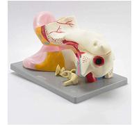 6 Veces el Modelo anatómico de oído agrandado - Modelo anatómico del oído - Modelo anatómico de órgano Humano Modelo de oído - 3 Partes - para el Estudio de la enseñanza de la anatomía científica