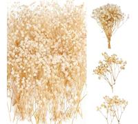 65 Piezas Paniculata Preservada Flores Secas Pequeñas Naturales para Decoración del Hogar, Corona de Floral y Fiestas de Boda