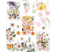 66 flor prensadas, flores secas, diseño de bricolaje