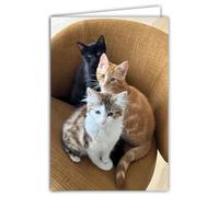 68-4025 - Tarjeta fotográfica con 3 gatos animales lindos y repositorios de cocooning - Formato cerrado 17 x 11,5 cm - Interior blanco para escribir tu mensaje - Viene con un sobre - Creación y