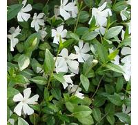 6x Bígaro Pequeño - Vinca minor 'Alba' - Olla de 9x9 cm - Flores Blancas