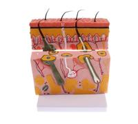 70x sección Flexible 4 capas modelo de anatomía la piel humana aumento Kit médico