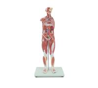 78cm Anatomical Human Torso Model - 1/2 Life Size Educational Tool for Anatomy Study - 27-Part Muscle and Organ Model