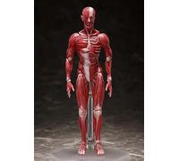 79833 MODELO ANATÓMICO HUMANO FIGMA AF