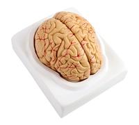8 - Modelo anatómico de las arterias cerebrales, conjunto de anatomía del cerebro humano a tamaño real con base, hemisferio cerebral desmontable y suministro arterial para la