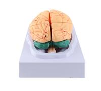8 - Modelo anatómico de Las arterias cerebrales, Modelo médico Humano del Cerebro con Base, hemisferio Cerebral Desmontable a tamaño Real y Suministro Arterial para Estudiantes y