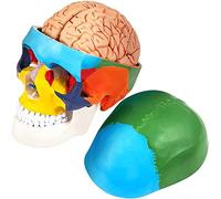 8 Partes Cerebro Anatomía del Cráneo Humano Modelo De Cráneo Humano Pintado De PVC, Cráneo Anatómico Etiquetado, para La