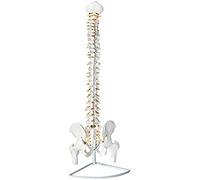 85cm 1: 1 Modelo de Columna de Columna Humana El Modelo de Columna Flexible clásica Incluye investigación de enseñanza de Stand - Enseñanza de exhibición de Estudio en el Aula