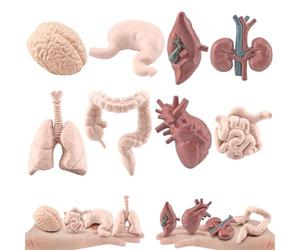 8pcs/set accesorios de la casa embrujados, modelo de cuerpo humano simulado de órganos humanos incluye cerebro, hígado, estómago y más, un modelo realista de anatomía humana para educación, accesorio