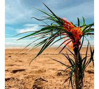 A Burial At Sea (5-Year-Anniversary Edition) [Vinilo]