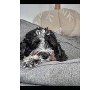 A Calm & Practical Guide to Cockapoo Care: From Puppy to Senior