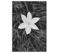 A CLOSER LOOK Minimalist Lined Notebook for Journaling, Planning, Mental Health, Organization: Nature Photography, Floral, Flowers, Black and White, B&W, Nature