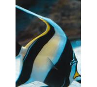 A Fish Called Gill, his Girlfriend, Wanda: Hardcover Journal: 300 pages, lined