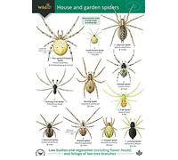 A Guide to House and Garden Spiders