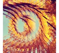 A Hawk And A Hacksaw - Forest Bathing