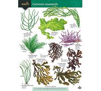 A Key to Common Seaweeds: No. 58 (Occasional Publications S.)