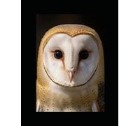 A Parliament of Owls (Jinksy’s world of Beautiful Things)