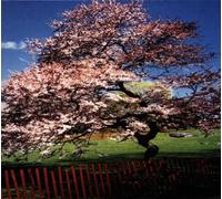 A Reminiscent - A Reminiscent Drive "Mercy Street" CD