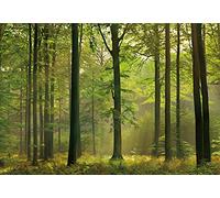 A.S. Création Papel pintado Bosque en otoño - Papel pintado Bosque naturaleza en verde - 366 x 254 cm XXL