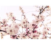 A.S. Création Papel pintado Flor de cerezo 3,75 m x 2,50 m - WALLLOVE Papel pintado Flor de cerezo en rosa, blanco incluida la cola - DD129571