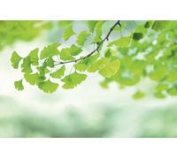 A.S. Création Papel Pintado Rama de ginko 3,75 m x 2,50 m - WALLLOVE Papel Pintado Naturaleza & Feuilles en verde, blanco cola incluida - DD129567