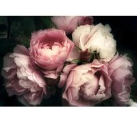 A.S. Création Papel pintado Rosas 3,75 m x 2,50 m - WALLLOVE Papel pintado Peonias en crema, rosa incluida la cola - DD129565
