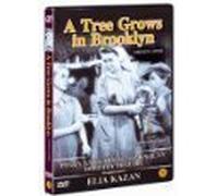 A Tree Grows In Brooklyn.Region 0 import~James Dunn-Dorathy McGuire-directed by Elia Kazan