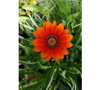 A5 size (5.8 x 8.3 in) 100 page lined notebook - Orange flower from our garden