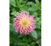 A5 size (5.8 x 8.3 in) 100 page lined notebook - Pastel pink flower from our garden