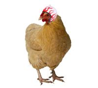 Abaodam Casco de Pollo para Aves Domésticas Hecho de Plástico Cómodo y Divertido, Paquete de 3 Piezas Diseños Creativos para Gallinas y Mascotas Pequeñas