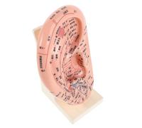 Abaodam Modelo de Acupuntura Auricular de 23 Cm Base, Modelo Educativo de Oreja para Enseñanza y Práctica de Masaje y Reflexología, Puntos de Acupuntura Detallados para Estudio