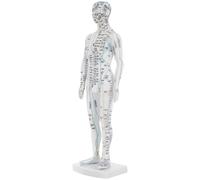 Abaodam Modelo de Acupuntura Masculina Modelo Educativo de Simulación Corporal Puntos de Presión de Meridianos Completos para Enseñanza de Medicina China y Práctica Profesional
