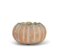 Abbott Collection Maceta pequeña de Calabaza Baja