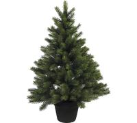 Abeto de interiores en maceta verde